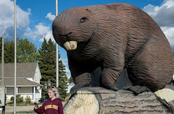 The giant Beaverlodge Beaver statue standing roadside with blue skies in the background